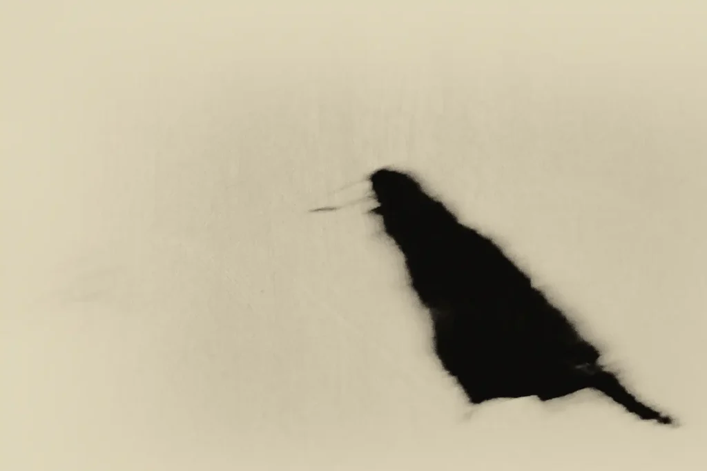 corbeaugraphie